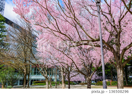 杜の都仙台市内の桜 136508296