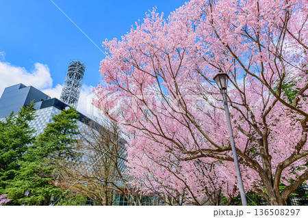 杜の都仙台市内の桜 杜の都仙台市内の桜 136508297