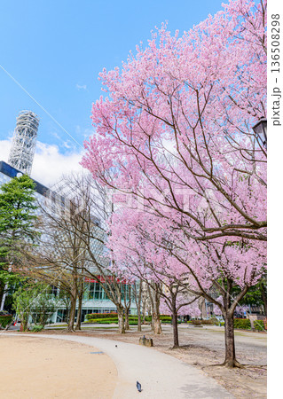 杜の都仙台市内の桜 杜の都仙台市内の桜 136508298