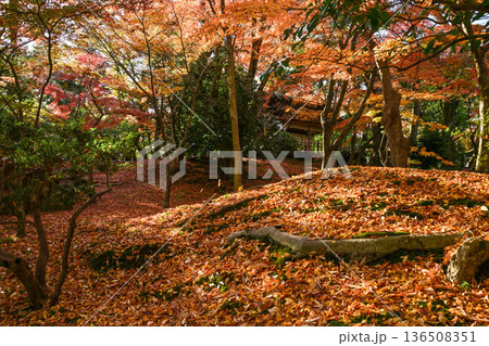 紅葉が美しい晩秋の兼六園 136508351