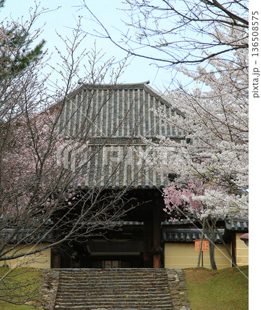 奈良公園 東大寺 桜 奈良公園 東大寺 桜 136508575