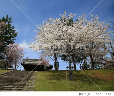 奈良公園 東大寺 桜 奈良公園 東大寺 桜 136508578