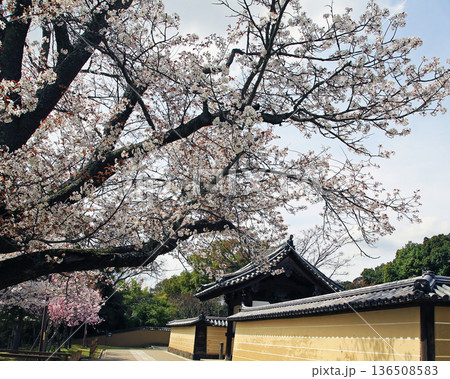 奈良公園 東大寺 桜 奈良公園 東大寺 桜 136508583