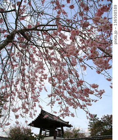 奈良公園　東大寺　桜 136508589