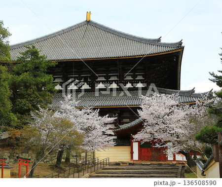 奈良公園 東大寺 桜 奈良公園 東大寺 桜 136508590