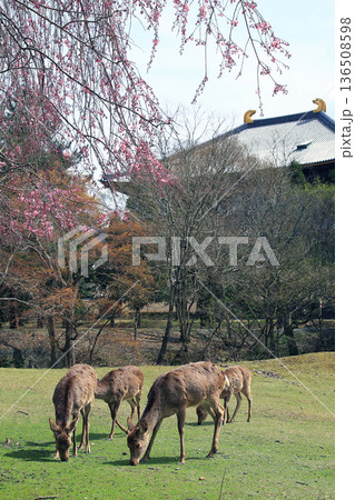 奈良公園　東大寺　桜 136508598