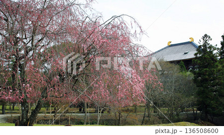 奈良公園 東大寺 桜 奈良公園 東大寺 桜 136508600