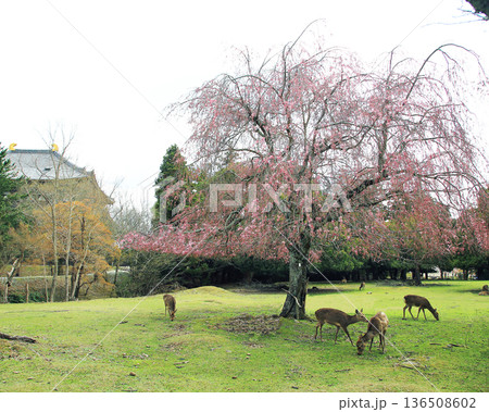 奈良公園 東大寺 桜 奈良公園 東大寺 桜 136508602