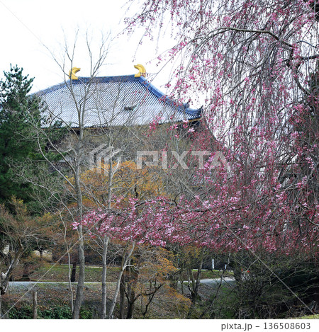 奈良公園　東大寺　桜 136508603