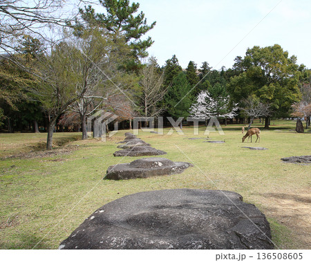 奈良公園 東大寺 桜 奈良公園 東大寺 桜 136508605