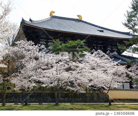 奈良公園 東大寺 桜 奈良公園 東大寺 桜 136508606