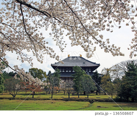 奈良公園 東大寺 桜 奈良公園 東大寺 桜 136508607