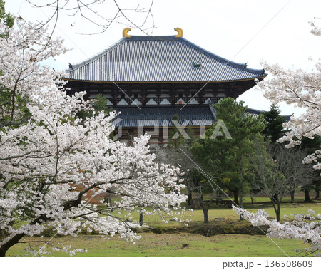 奈良公園 東大寺 桜 奈良公園 東大寺 桜 136508609