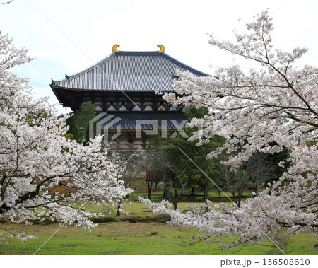 奈良公園 東大寺 桜 奈良公園 東大寺 桜 136508610