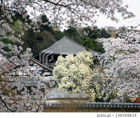 奈良公園　東大寺　桜 136508614