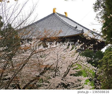 奈良公園　東大寺　桜 136508616