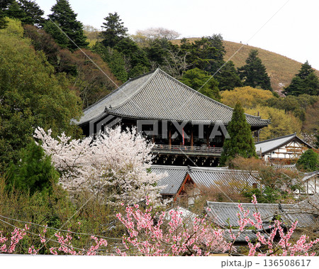 奈良公園　東大寺　桜 136508617