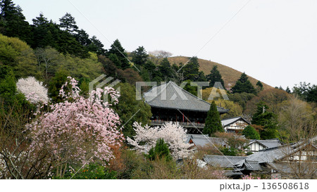 奈良公園 東大寺 桜 奈良公園 東大寺 桜 136508618