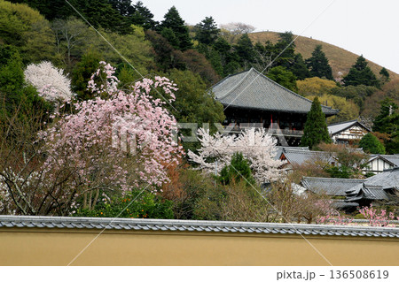 奈良公園　東大寺　桜 136508619
