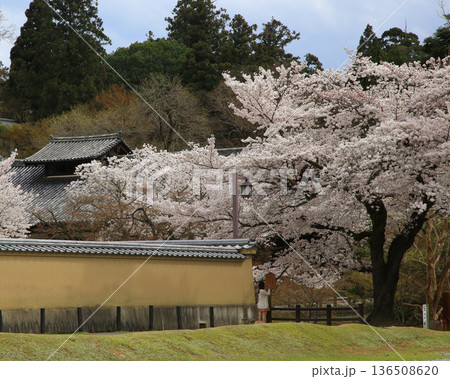 奈良公園 東大寺 桜 奈良公園 東大寺 桜 136508620