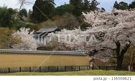 奈良公園　東大寺　桜 136508621