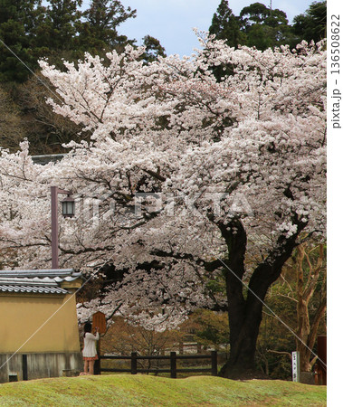 奈良公園　東大寺　桜 136508622