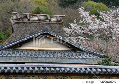 奈良公園 東大寺 桜 奈良公園 東大寺 桜 136508623