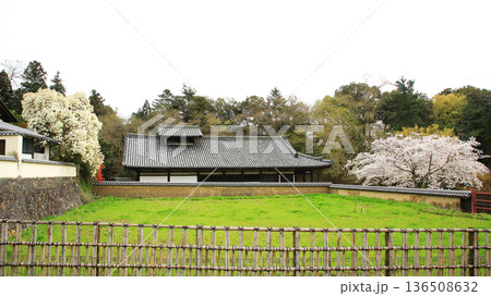 奈良公園 東大寺 桜 奈良公園 東大寺 桜 136508632