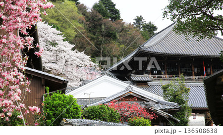 奈良公園 東大寺 桜 奈良公園 東大寺 桜 136508638