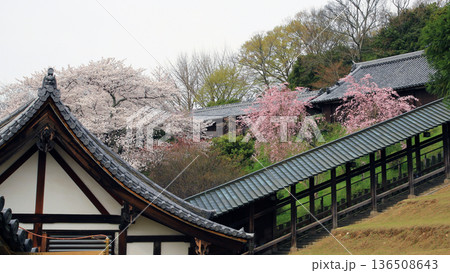 奈良公園　東大寺　桜 136508643