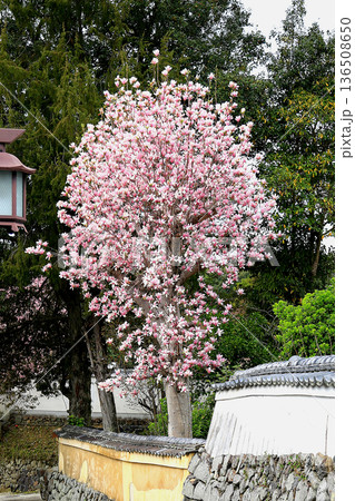 奈良公園　東大寺　桜 136508650