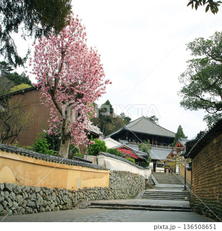奈良公園 東大寺 桜 奈良公園 東大寺 桜 136508651
