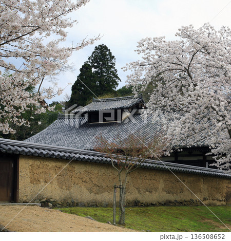 奈良公園　東大寺　桜 136508652
