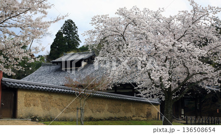 奈良公園 東大寺 桜 奈良公園 東大寺 桜 136508654