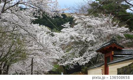 奈良公園 東大寺 桜 奈良公園 東大寺 桜 136508658