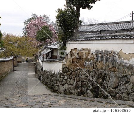 奈良公園　東大寺　桜 136508659