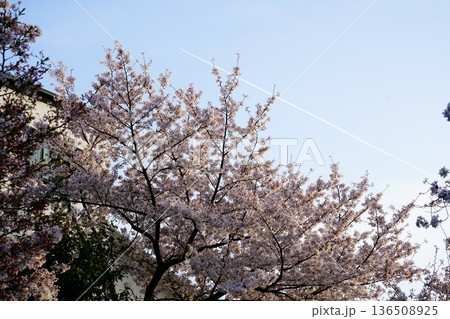 玉串川 桜 大阪府 玉串川 桜 大阪府 136508925