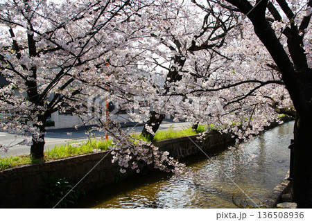 玉串川 桜 大阪府 玉串川 桜 大阪府 136508936