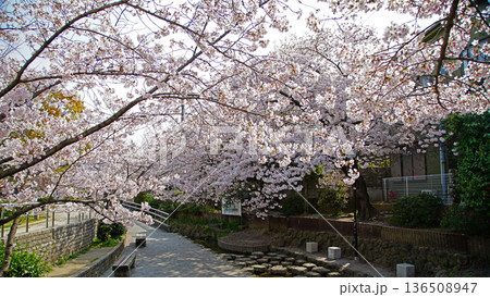 玉串川 桜 大阪府 玉串川 桜 大阪府 136508947