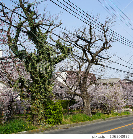 玉串川 桜 大阪府 玉串川 桜 大阪府 136508955