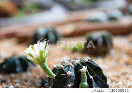 White cactus flower blooming from green spiny plant in desert garden close up macro detail natural light and soft blurred background White cactus flower blooming from green spiny plant in desert garden close up macro detail natural light and soft blurred background 136508956