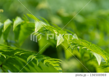 Close up fresh green cannabis leaves with soft natural light and blurred background vibrant herbal plant growing outdoors symbol of nature and cultivation 136508969