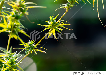 Close up cannabis plant with flowering buds and green leaves in sunlight outdoor cultivation vibrant herbal crop growing in natural environment Close up cannabis plant with flowering buds and green leaves in sunlight outdoor cultivation vibrant herbal crop growing in natural environment 136508970