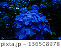 青い紫陽花 136508978