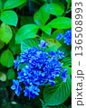 青い紫陽花 136508993