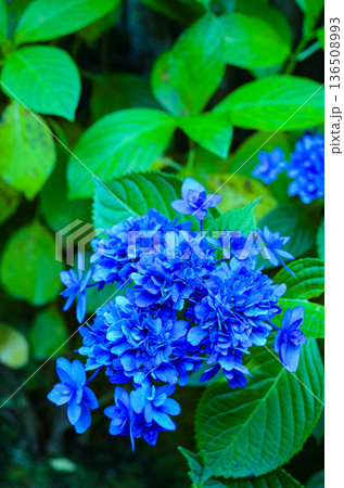 青い紫陽花 青い紫陽花 136508993