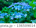 青い紫陽花 136509014