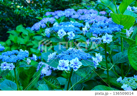 青い紫陽花 136509014