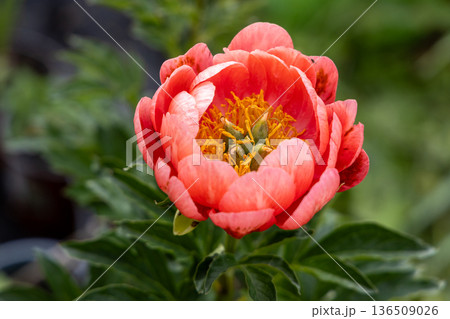 Herbaceous peony Coral Magic in flowers garden Herbaceous peony Coral Magic in flowers garden 136509026