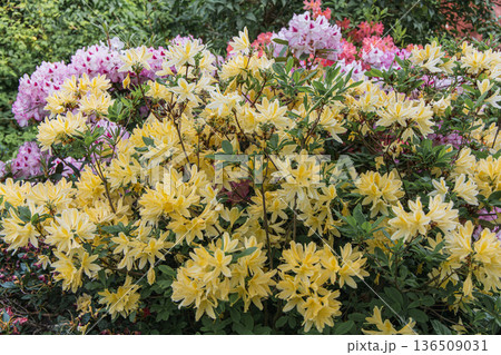 Bush of delicate yellow and pink flowers of azalea or Rhododendron plant in a sunny spring day Bush of delicate yellow and pink flowers of azalea or Rhododendron plant in a sunny spring day 136509031